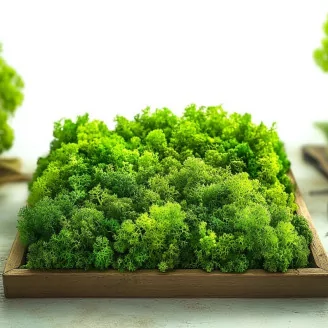 Preserved Reindeer Moss Light Green (Box)