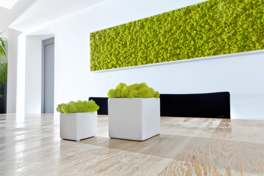 Lichene preservato - Scatola - Lime Green