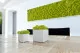 Liquen preservado Lime Green (Caja) 2