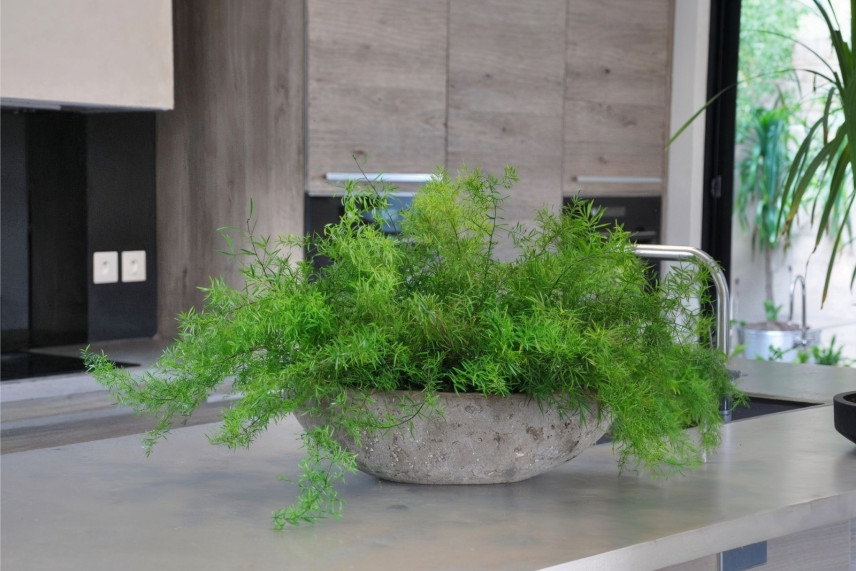 Esparreguera Sprengeri Preservada - Verde oscuro