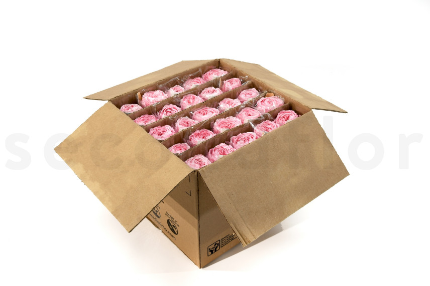 English roses on stem jumbled 30cm Stabilized - 25 Units - Pink
