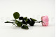 Rosa Inglesa con Tallo preservada granel 30cm - 25 Unidades - Rosa 6