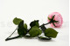 Rosa Inglesa con Tallo preservada granel 30cm - 25 Unidades - Rosa 7
