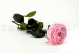 English roses on stem jumbled 30cm Stabilized - 25 Units - Pink 8