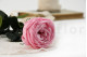 Rosa Inglesa con Tallo preservada granel 30cm - 25 Unidades - Rosa 10