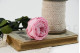 Rosa Inglesa con Tallo preservada granel 30cm - 25 Unidades - Rosa 11