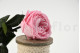 Rosa Inglesa con Tallo preservada granel 30cm - 25 Unidades - Rosa 13