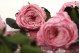Rosa Inglesa con Tallo preservada granel 30cm - 25 Unidades - Rosa 15