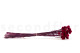 Craspedia préservé - Bouquet - Raspberry 4