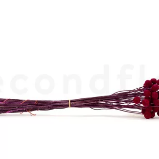 Craspedia stabilis&eacute; Raspberry