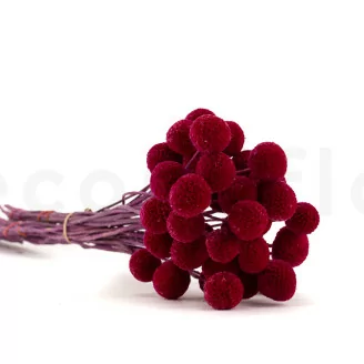 Craspedia stabilis&eacute; Raspberry