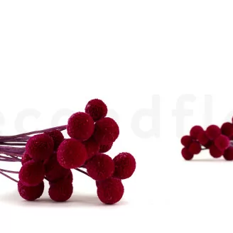 Preserved Billy Button Raspberry