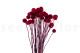 Craspedia préservé - Bouquet - Raspberry 9