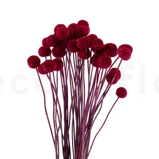 Craspedia stabilis&eacute; Raspberry