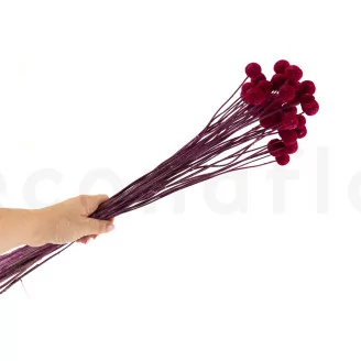 Craspedia stabilis&eacute; Raspberry