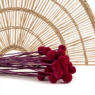 Craspedia stabilis&eacute; Raspberry