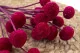 Craspedia preservata Raspberry 5