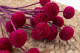 Craspedia préservé - Bouquet - Raspberry 5