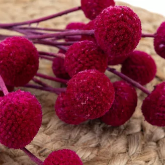 Craspedia stabilis&eacute; Raspberry
