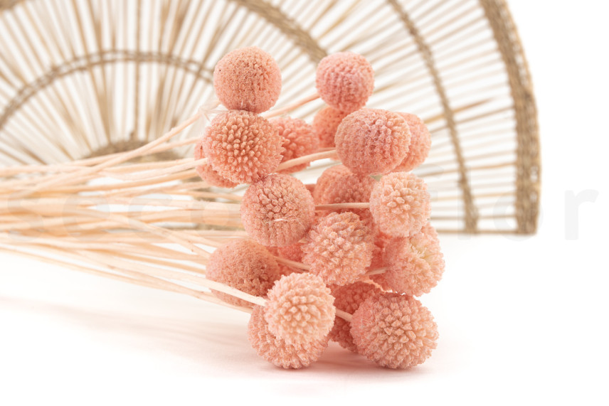 Billy Buttons Preserved - Bouquet - Pink Flamingo