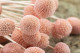 Billy Buttons Preserved - Bouquet - Pink Flamingo 4