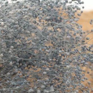 Preserved Mini Gypsophila Storm Blue
