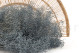 Mini Gypsophila Stabilized - Storm Blue 2