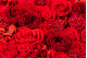 Fleurs rouges stabilisées dans une boîte ronde - Large 3