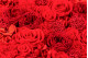 Fleurs rouges stabilisées dans une boîte carrée - Medium 3