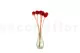 Scabiosa stellata preservada Rojo (x10) 3