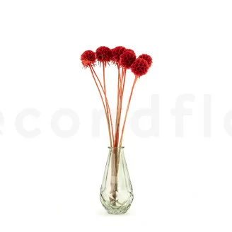 Scabiosa Stellata stabilis&eacute;e Rouge (x10)