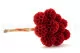 Scabiosa Stellata stabilis&eacute;e Rouge (x10) 7