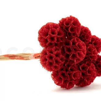 Scabiosa Stellata stabilis&eacute;e Rouge (x10)