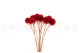 Konservierte Scabiosa stellata Rot (x10) 8