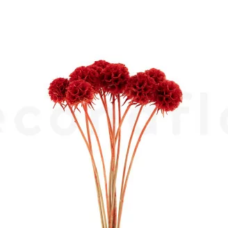 Scabiosa Stellata stabilis&eacute;e Rouge (x10)
