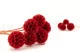 Preserved Scabiosa stellata Red (x10) 9