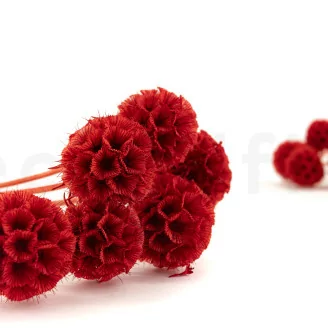 Scabiosa Stellata stabilis&eacute;e Rouge (x10)