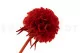 Scabiosa stellata stabilizzata Rosso (x10) 4
