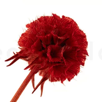 Scabiosa Stellata stabilis&eacute;e Rouge (x10)