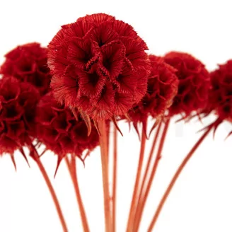 Scabiosa stellata stabilizzata Rosso (x10)