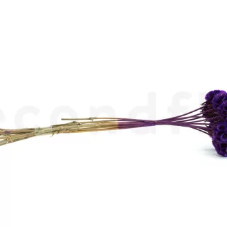 Scabiosa Stellata stabilis&eacute;e Violet (x10)