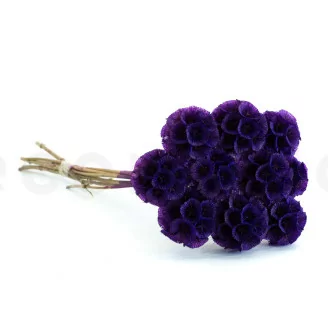 Scabiosa Stellata stabilis&eacute;e Violet (x10)