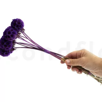 Preserved Scabiosa stellata Violet (x10)