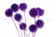 Konservierte Scabiosa stellata Violett (x10) 7