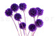 Scabiosa stellata stabilized - 10 stems - Violet 8