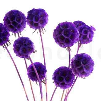 Konservierte Scabiosa stellata Violett (x10)