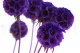 Konservierte Scabiosa stellata Violett (x10) 2