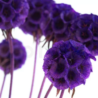 Scabiosa stellata stabilizzata Violetto (x10)