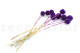 Scabiosa stellata stabilized - 10 stems - Violet 4