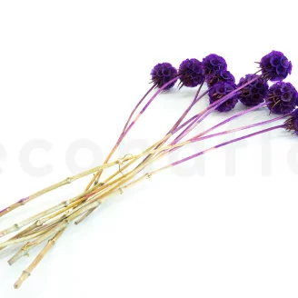 Scabiosa Stellata stabilis&eacute;e Violet (x10)